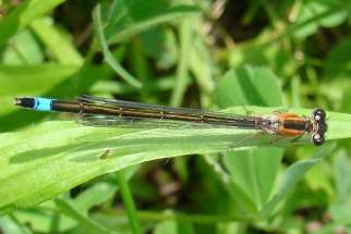 Ischnura elegans - Große Pechlibelle